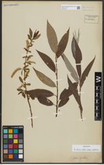 Foto von Salix alba subsp. vitellina (L.) Arcang.